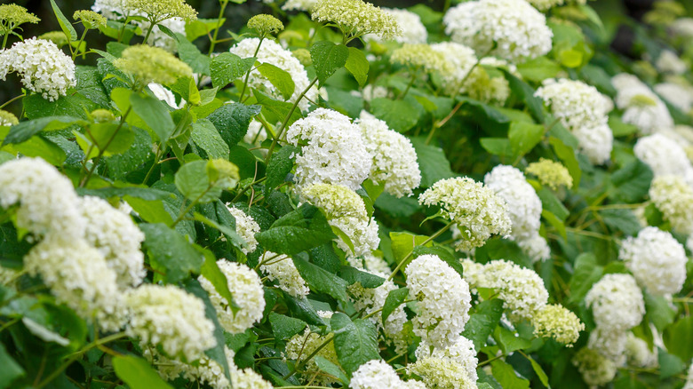 'Annabelle' hydrangeas blooming in a line of bushes