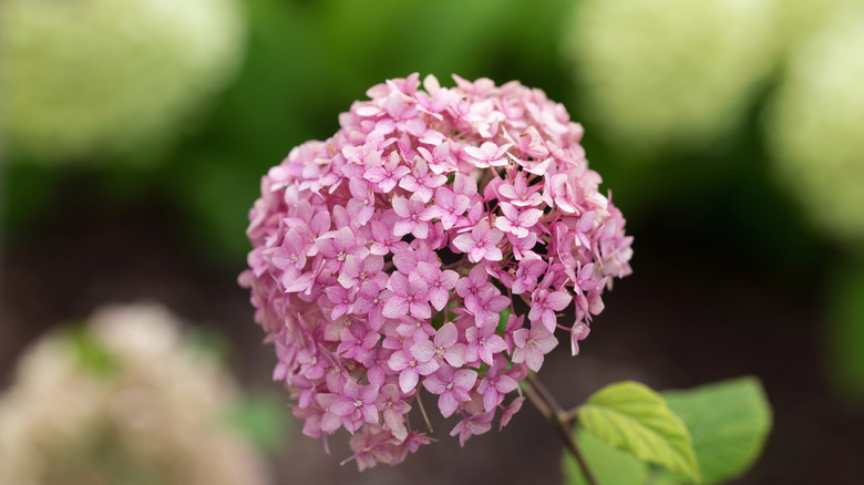 Close up of pink Bella Anna blooms