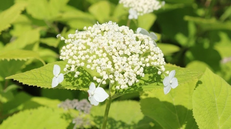 Close up of 'Dardom' bloom