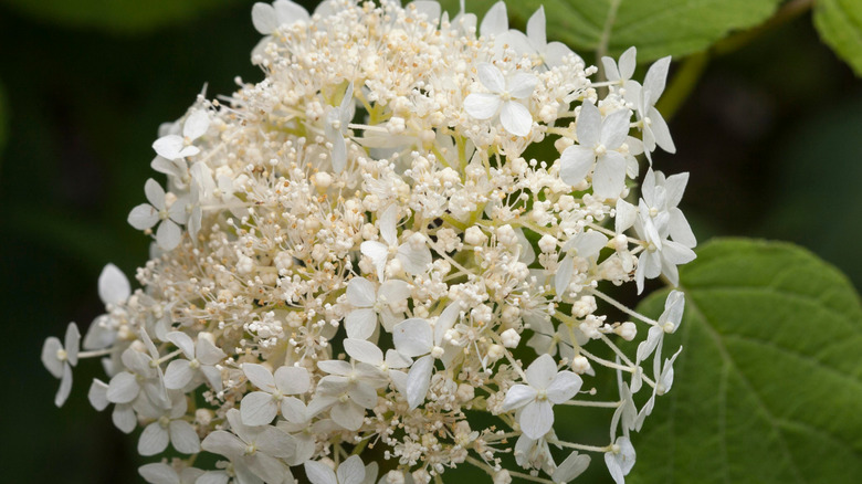 Close up of Hydrangea arborescens 'Grandiflora' bloom with green leaves