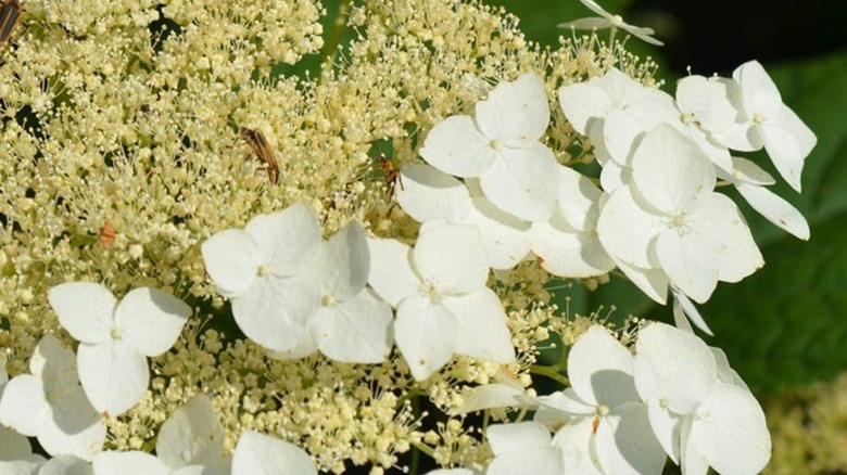 Close up of 'Haas' Halo' hydrangeas white and beige flowers