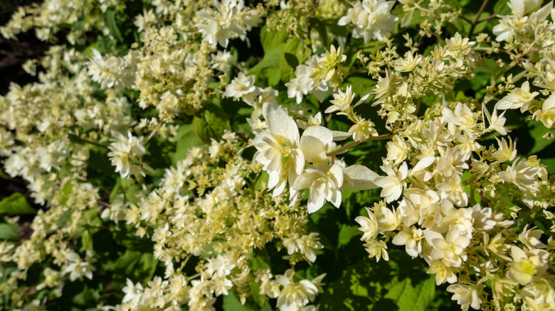 Hayes Starburst hydrangeas in full bloom