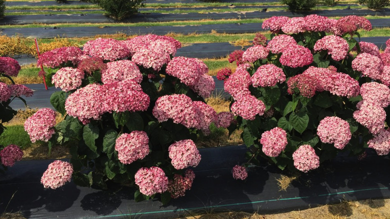 Two Incrediball Blush 'NCHA4' bushes in full bloom with pink flowers next to each other