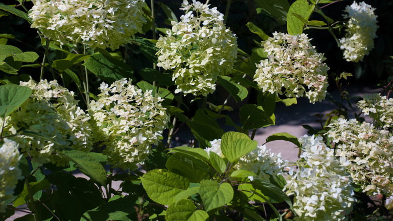 Smooth hydrangeas 'Annabelle' blooms in fall
