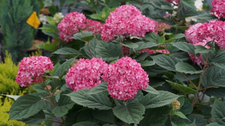 Bush with Invincibelle® Ruby 'NCHA3' light and dark pink blooms