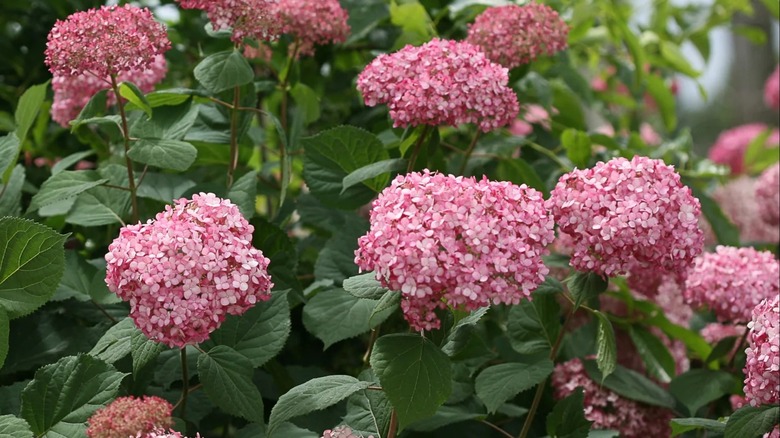 Close up of pink Invincibelle Spirit II 'NCHA2' bloom