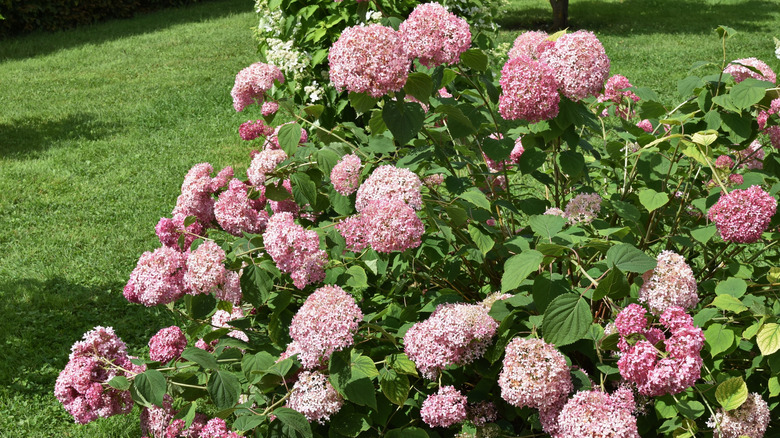 Pink Invincibelle Spirit 'NCHA1' in bloom