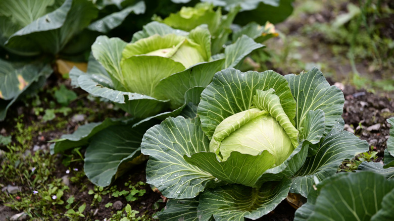 A close-up of crisp cabbage heads