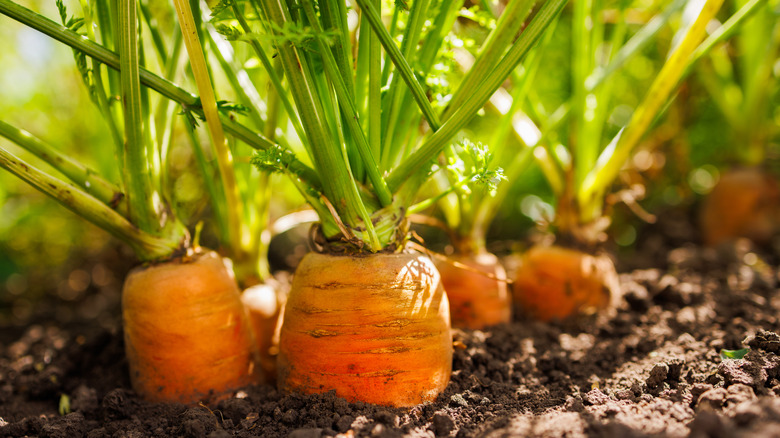 Close-up of fresh carrots growing in soil
