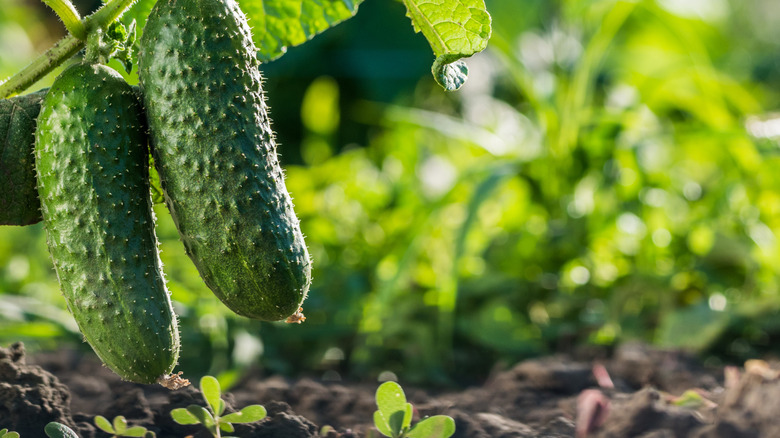 Two cucumbers growing near the ground