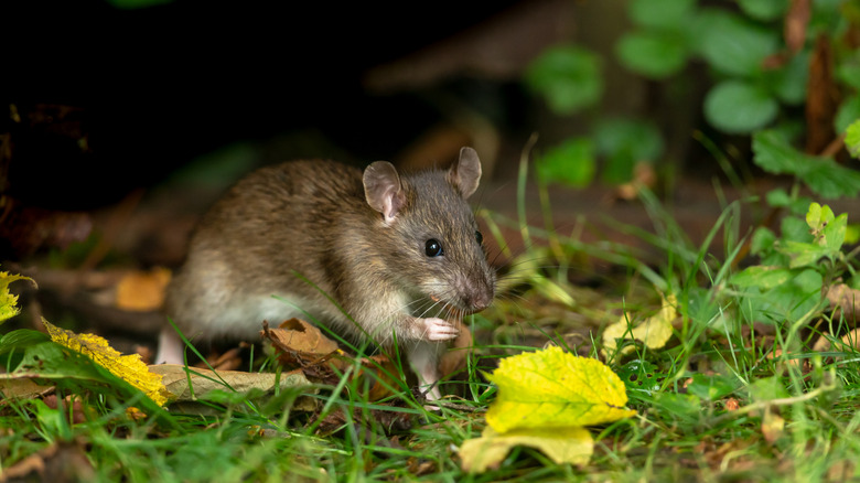 Close up of a wild brown rat in Autumn