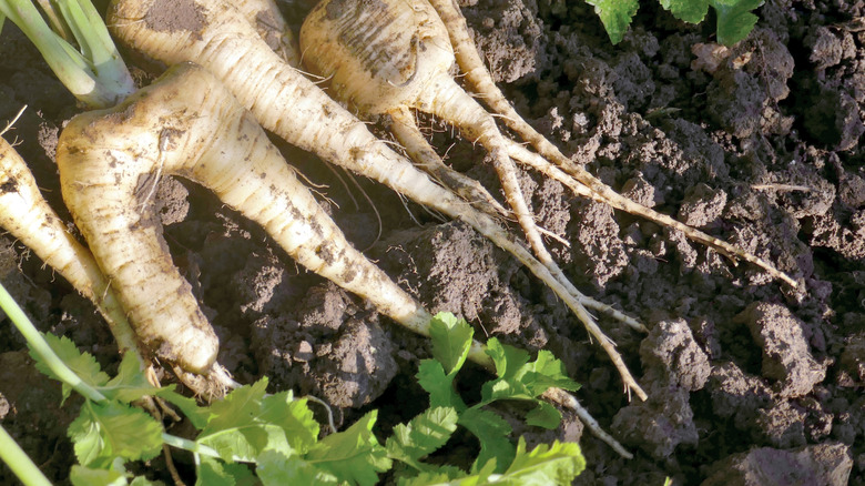 Fresh parsnip roots