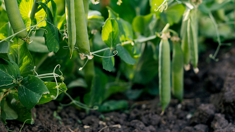 green peas in the garden