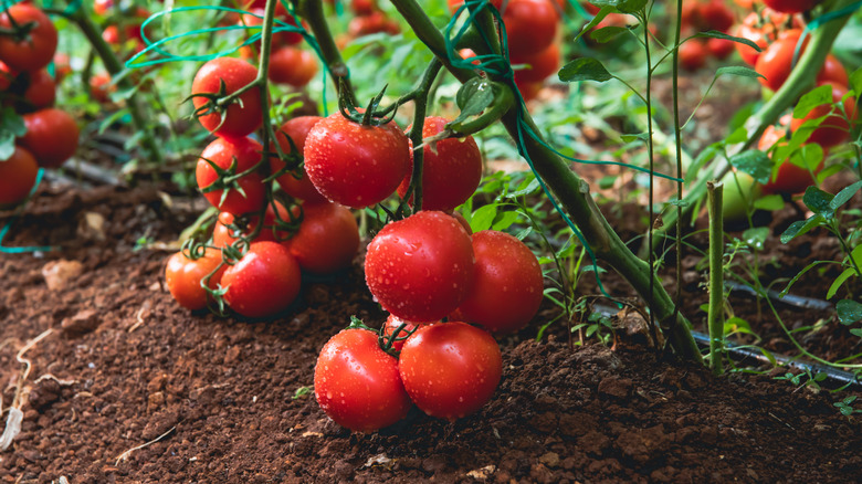 Tomatoes growing low to the ground
