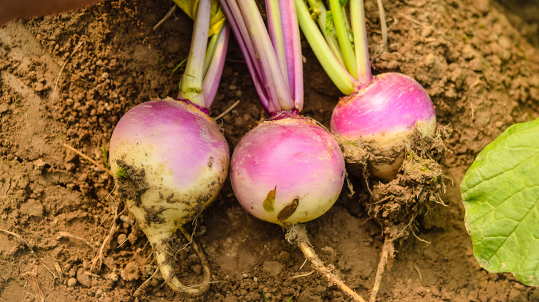 Turnips covered in soil