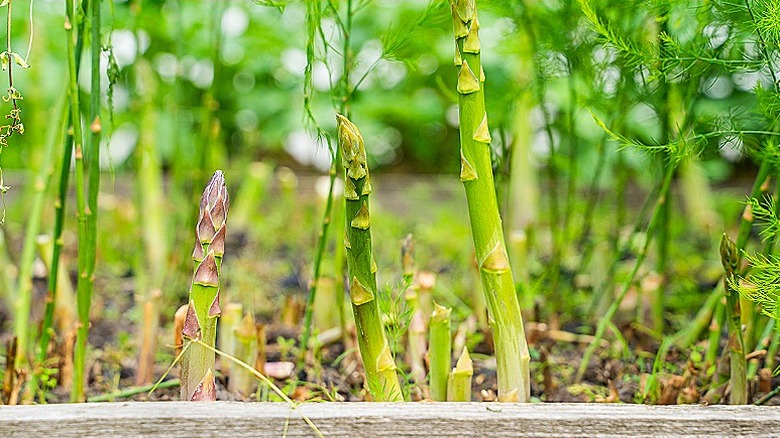 Asparagus growing in a garden