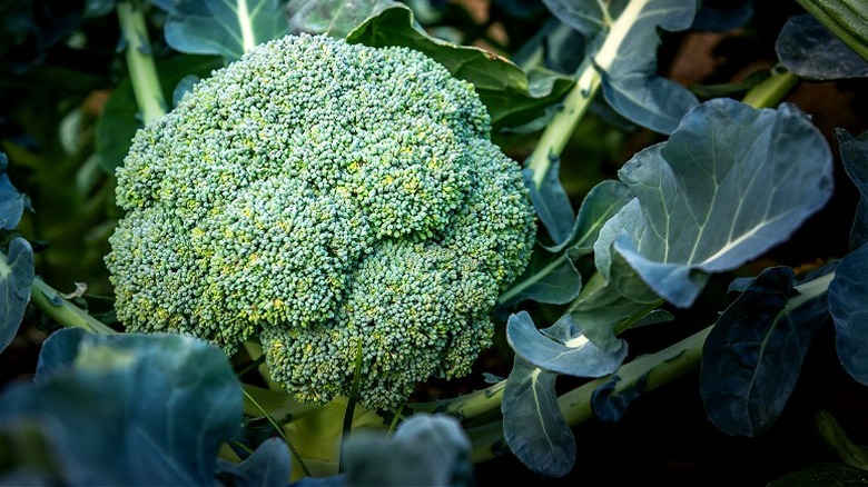 Broccoli growing in a garden