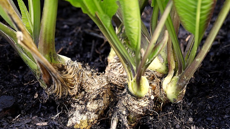 Horseradish growing in garden