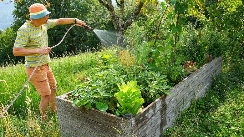Person watering a raised garden bed holding vegetables