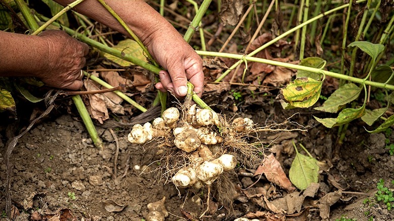 Hand pulling out Jerusalem artichokes from the ground