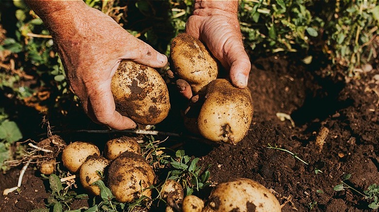 Hand pulling out grown potatoes from the ground
