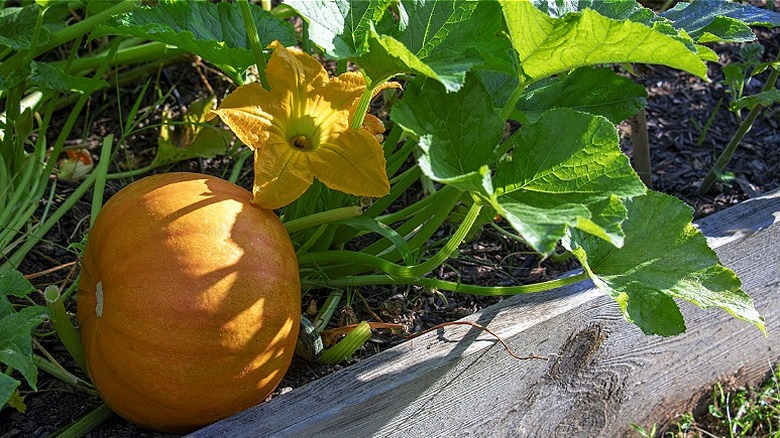 Pumpkins growing in a raised garden bed