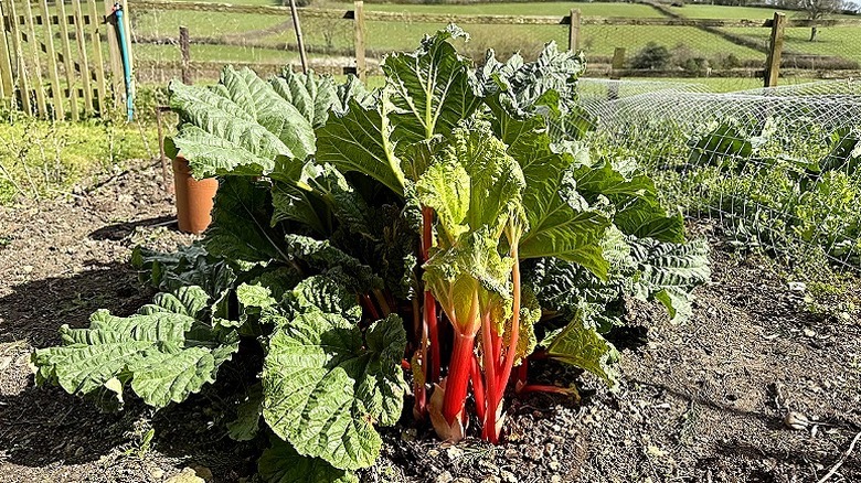 Rhubarb growing in a garden