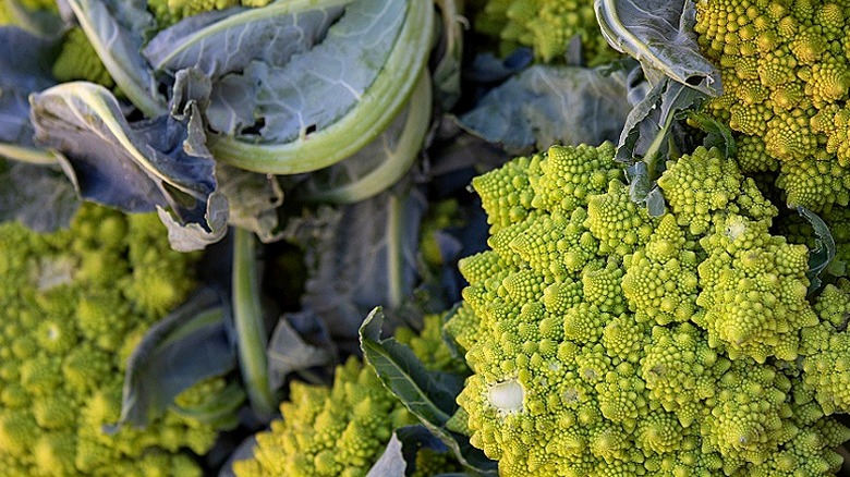 Green Romanesco growing in a garden