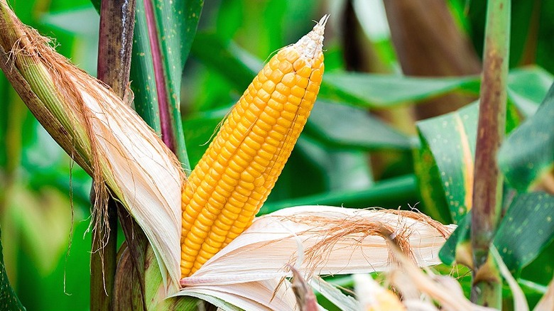 Sweet corn growing in a garden