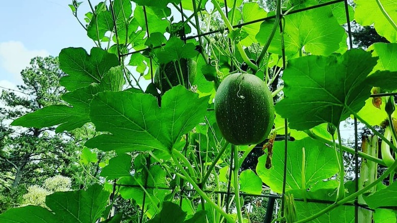 Vegetables grown vertically