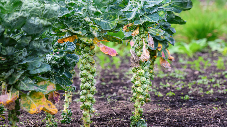 Bunches of brussels sprouts attached to the plant still with green leaves above