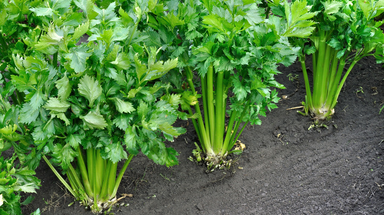 Celery growing in neat rows in the ground
