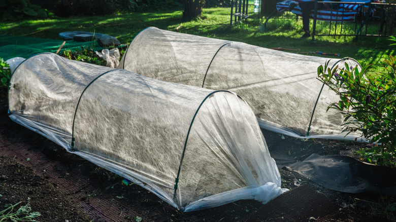 Two covered rows in a garden to help protect the plants inside from freezing come winter