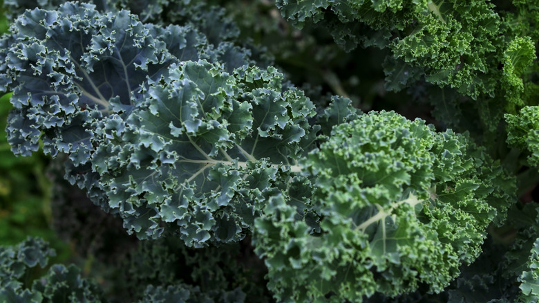 A close up of curly kale leaves