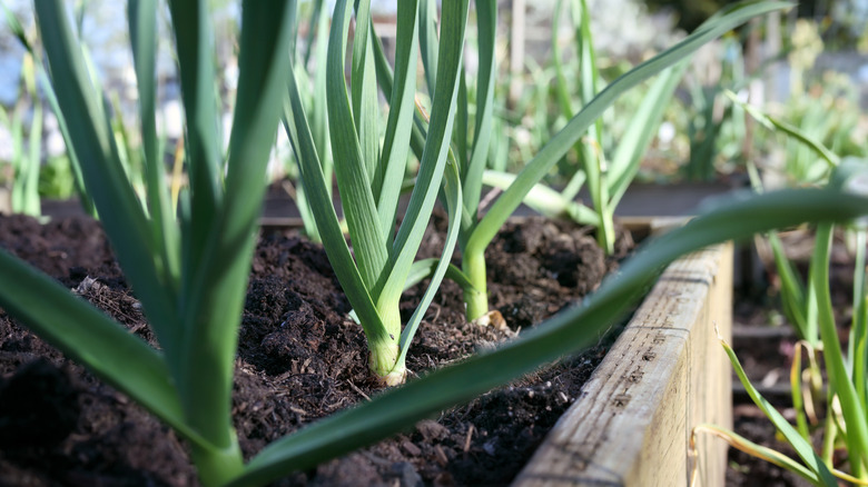 Leeks growing in the ground in a raised bed made from wood