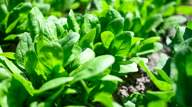 Several spinach plants growing in a row in a garden in the sun