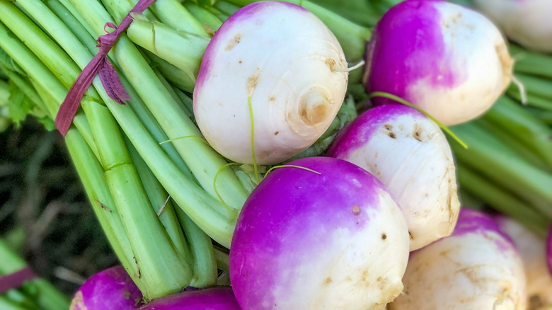 A bunch of white and purple turnips with greens attached held together