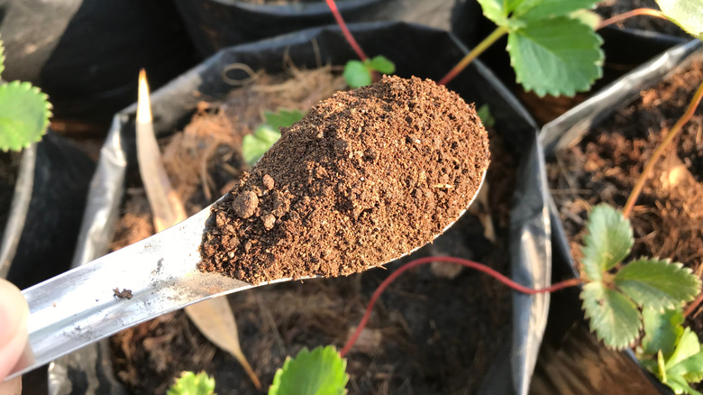 spoon of bat guano fertilizer