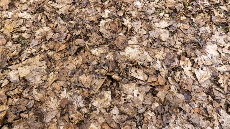 pile of moldy maple leaves