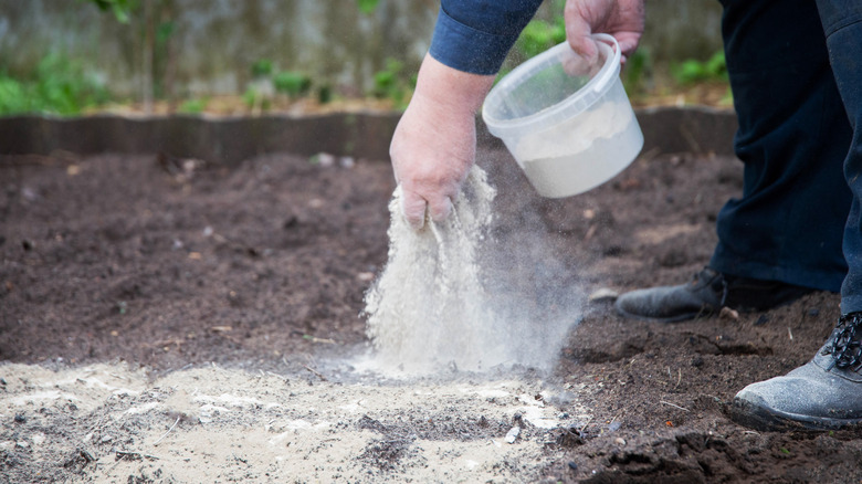 spreading garden lime on soil