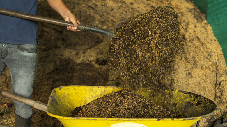 person shoveling manure from wheelbarrow