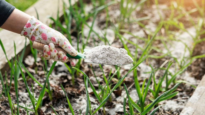 putting wood ash on soil