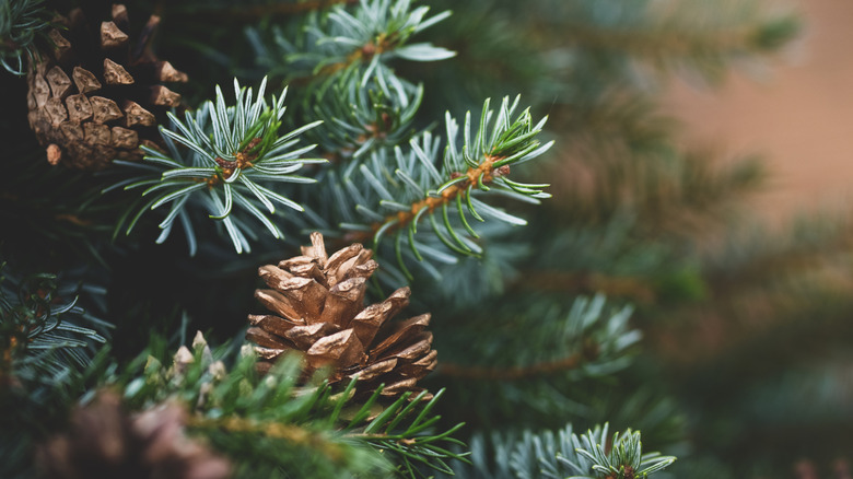 Up-close shot of pine cones on a Christmas tree