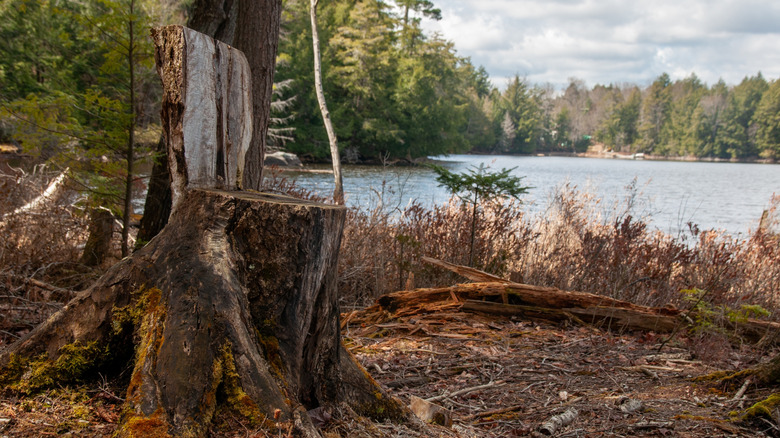Tree stump cut into a chair shape in a small clearing overlooking a lake