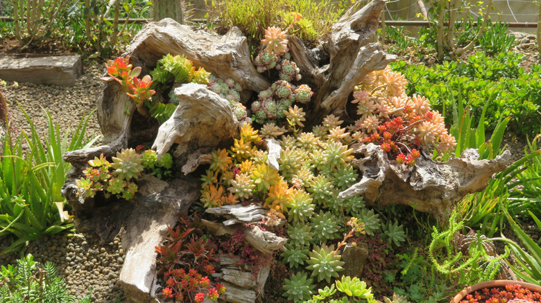 Succulents growing out of a twisted tree stump surrounded by rocky pathways and more succulent plants in the ground and containers