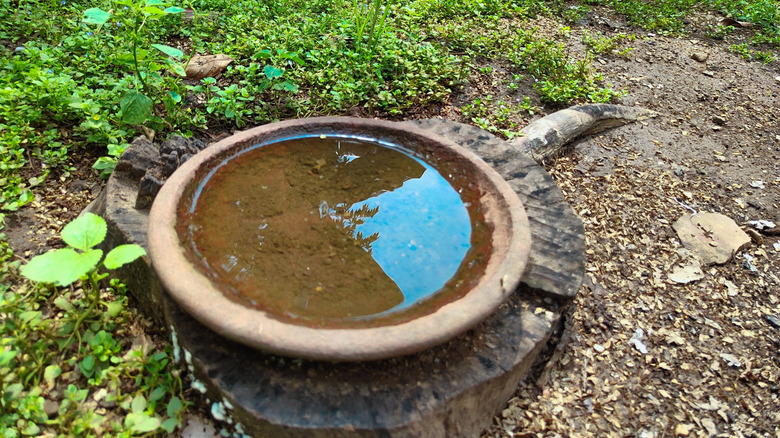 Bird bath tray on top of a tree stump