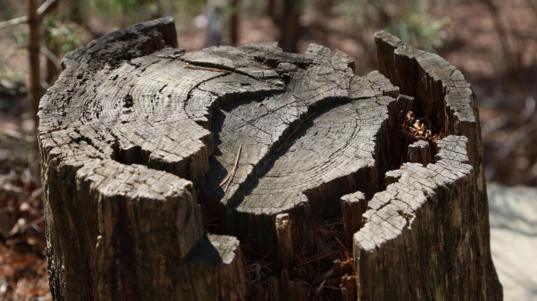 Close up of a rotting tree stump