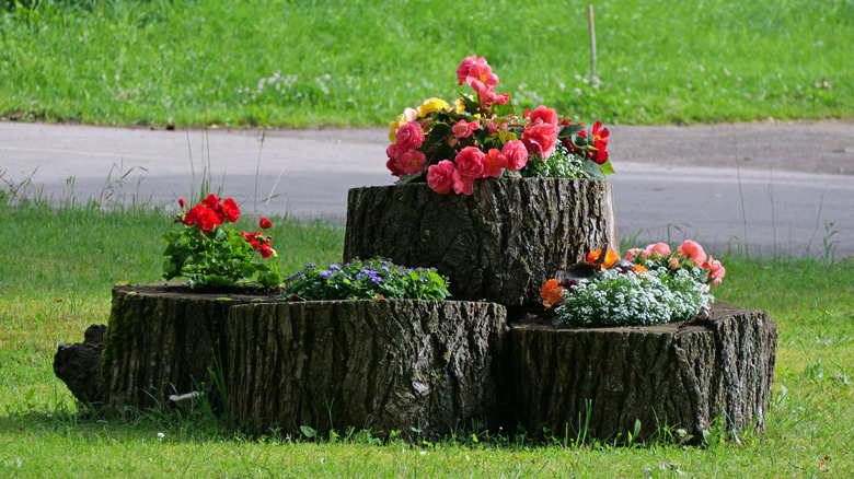 Four tree stumps with flowers growing out of the tops
