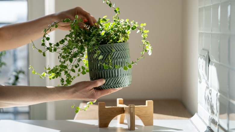 Plant with plant stand