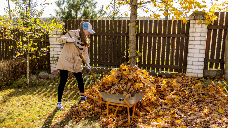 A woman with leggings, a jacket, and a baseball cap raking leaves into a wheelbarrow